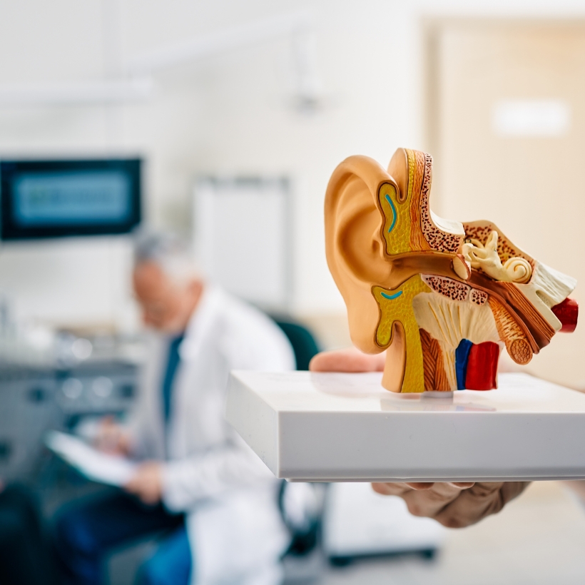 Model of ear with blurred out doctor behind it