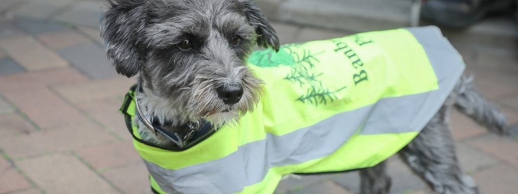 Gray wiry-coated dog wearing a neon yellow reflective vest standing on a brick sidewalk outside.